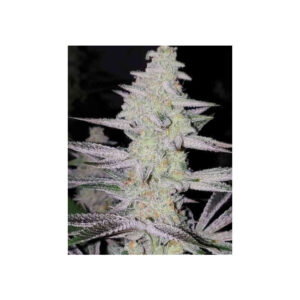 Frozen Grapes - In House Genetics feminisiert 3er Pack