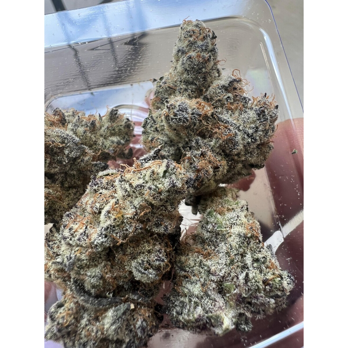Frozen Grapes - In House Genetics feminisiert 3er Pack