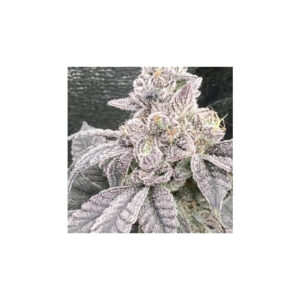 Jelly Breath S1 - In House Genetics feminisiert 3er Pack