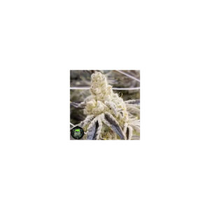 Masterpiece - In House Genetics feminisiert 3er Pack