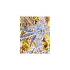Platinum DOSI - In House Genetics feminisiert 3er Pack