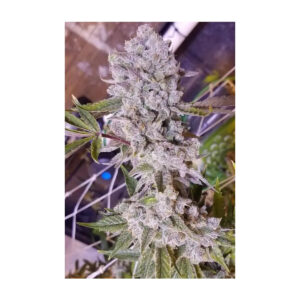 Platinum Gorilla - In House Genetics feminisiert 3er Pack