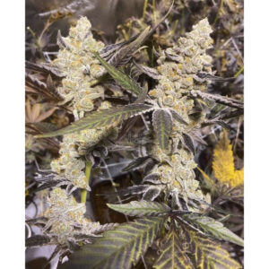 Platinum Purple Candy - In House Genetics feminisiert 3er Pack