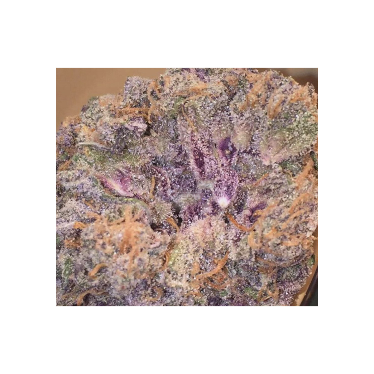 Platinum Purple Candy - In House Genetics feminisiert 3er Pack