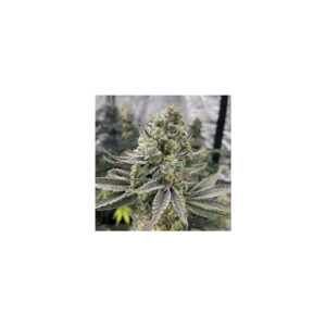 Platinumz - In House Genetics feminisiert 3er Pack