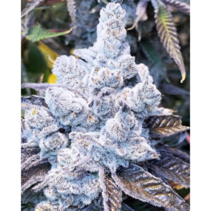 Slurricane #7 S1 - In House Genetics feminisiert 3er Pack
