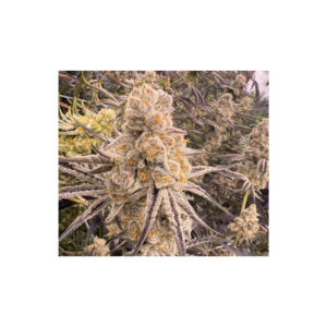 Slurricane IX - In House Genetics feminisiert 3er Pack