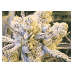 Sugar Cane - In House Genetics feminisiert 3er Pack