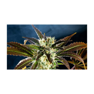 Amnesi-K Haze - Kannabia feminisiert 3er Pack