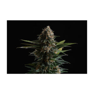 Candy Cream Go Fast - Kannabia feminisiert 3er Pack