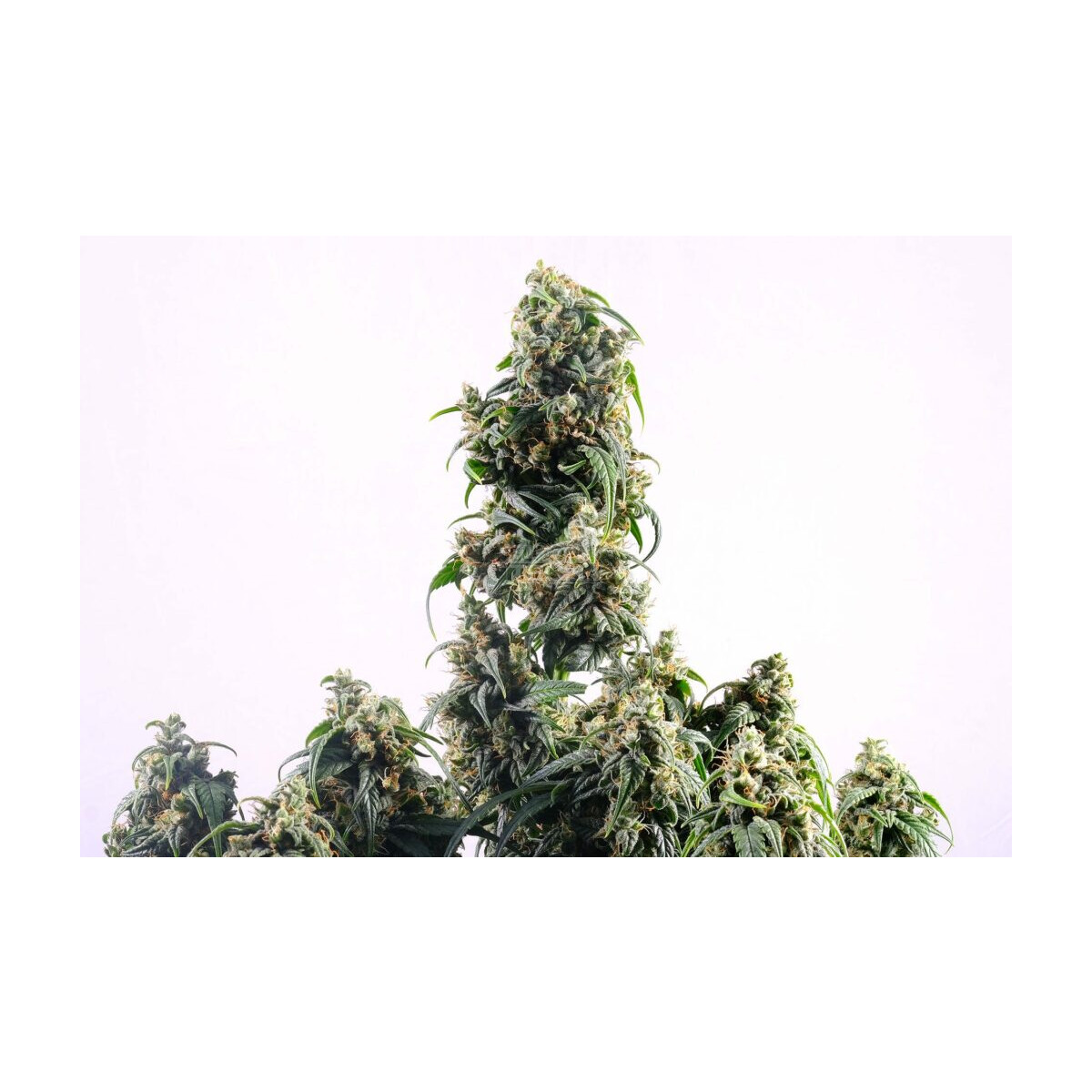 CBDV Auto - Kannabia feminisiert 3er Pack