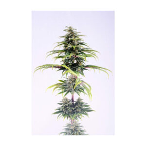 CBG Auto - Kannabia feminisiert 3er Pack