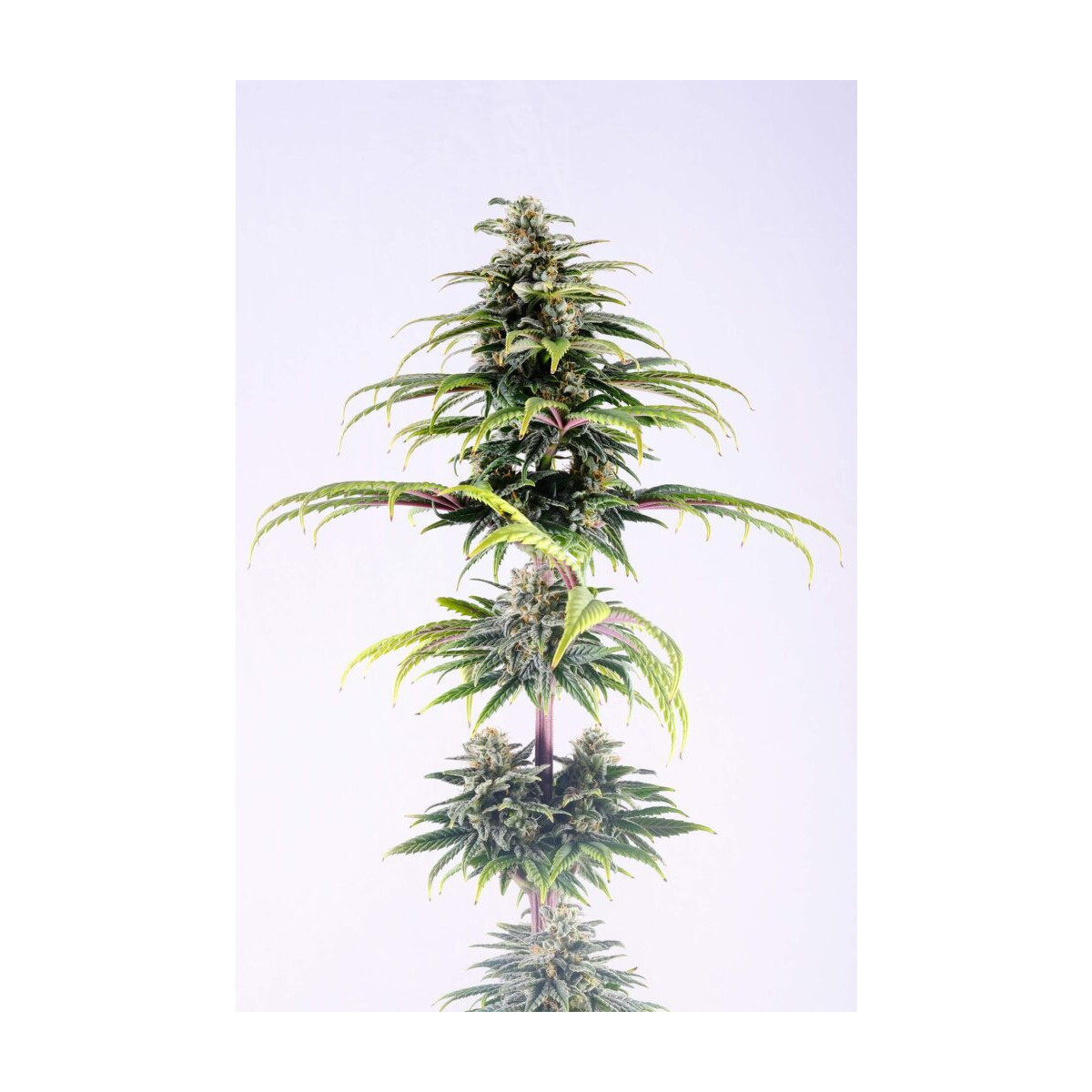 CBG Auto - Kannabia feminisiert 3er Pack