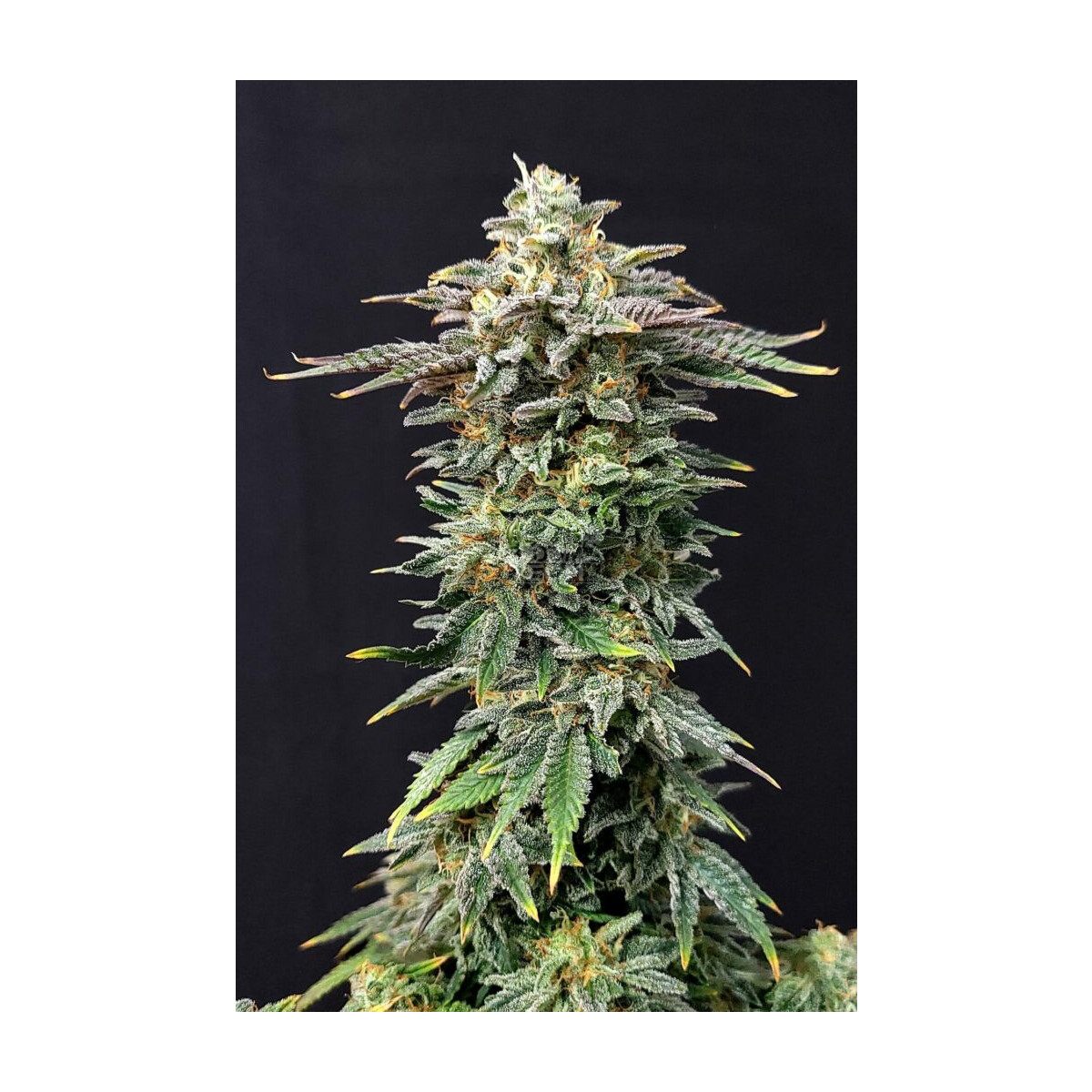 Cherry Dream - Kannabia feminisiert 3er Pack