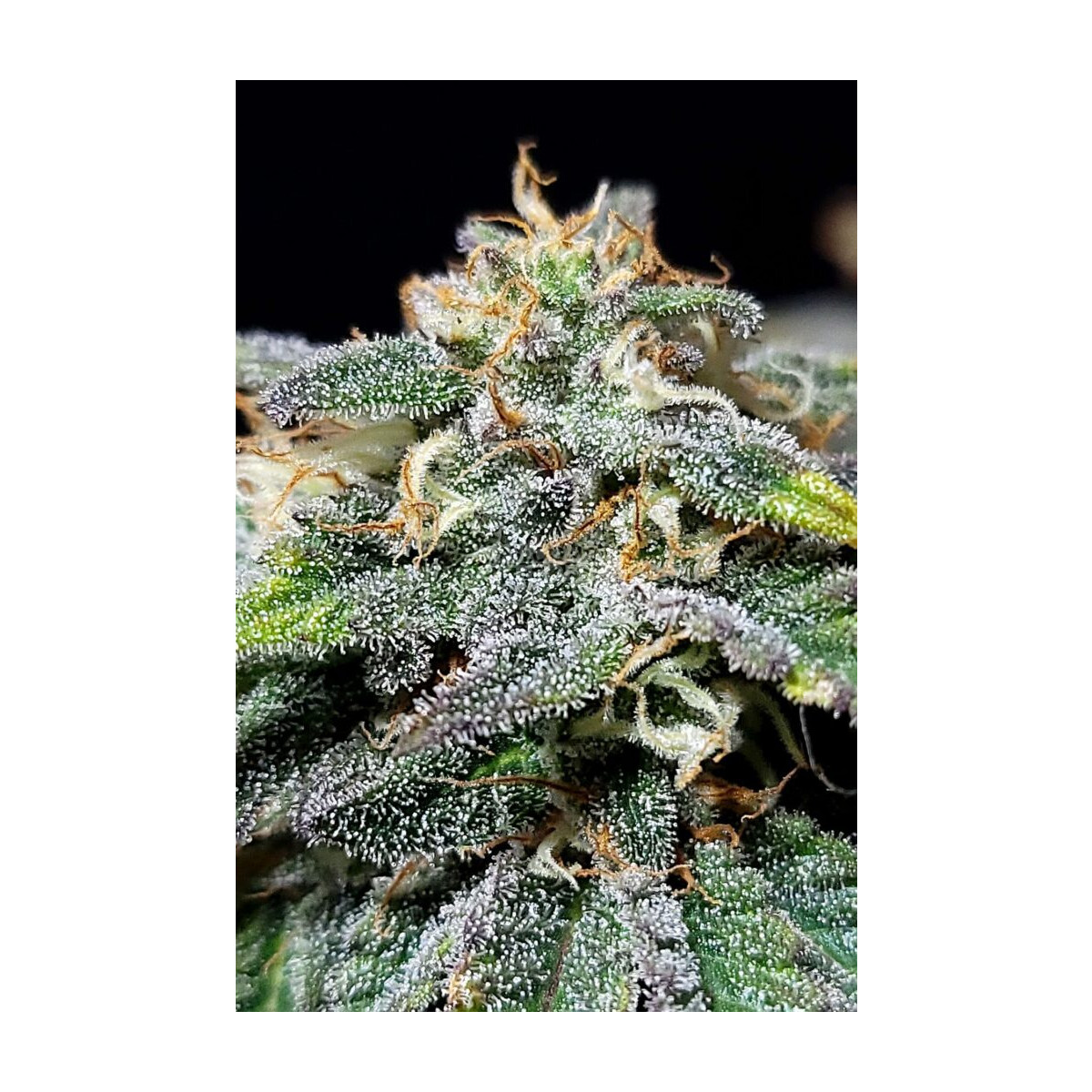 Cherry Dream - Kannabia feminisiert 3er Pack