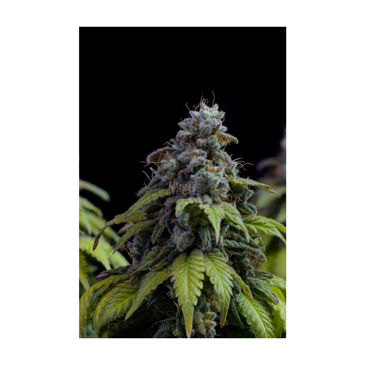 Cherry Dream - Kannabia feminisiert 3er Pack