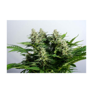 Colombian Jack - Kannabia feminisiert 3er Pack