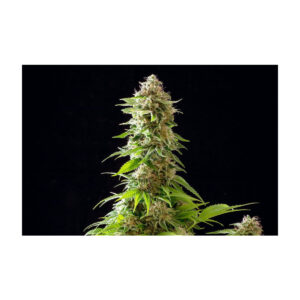 Cookies Haze - Kannabia feminisiert 3er Pack