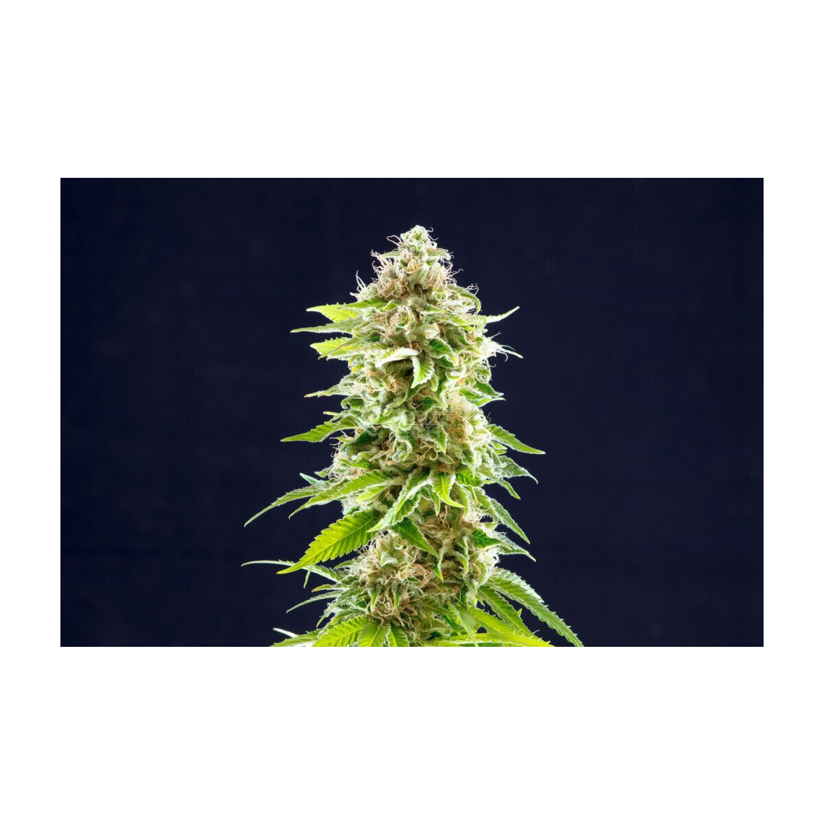 Cookies Haze - Kannabia feminisiert 3er Pack