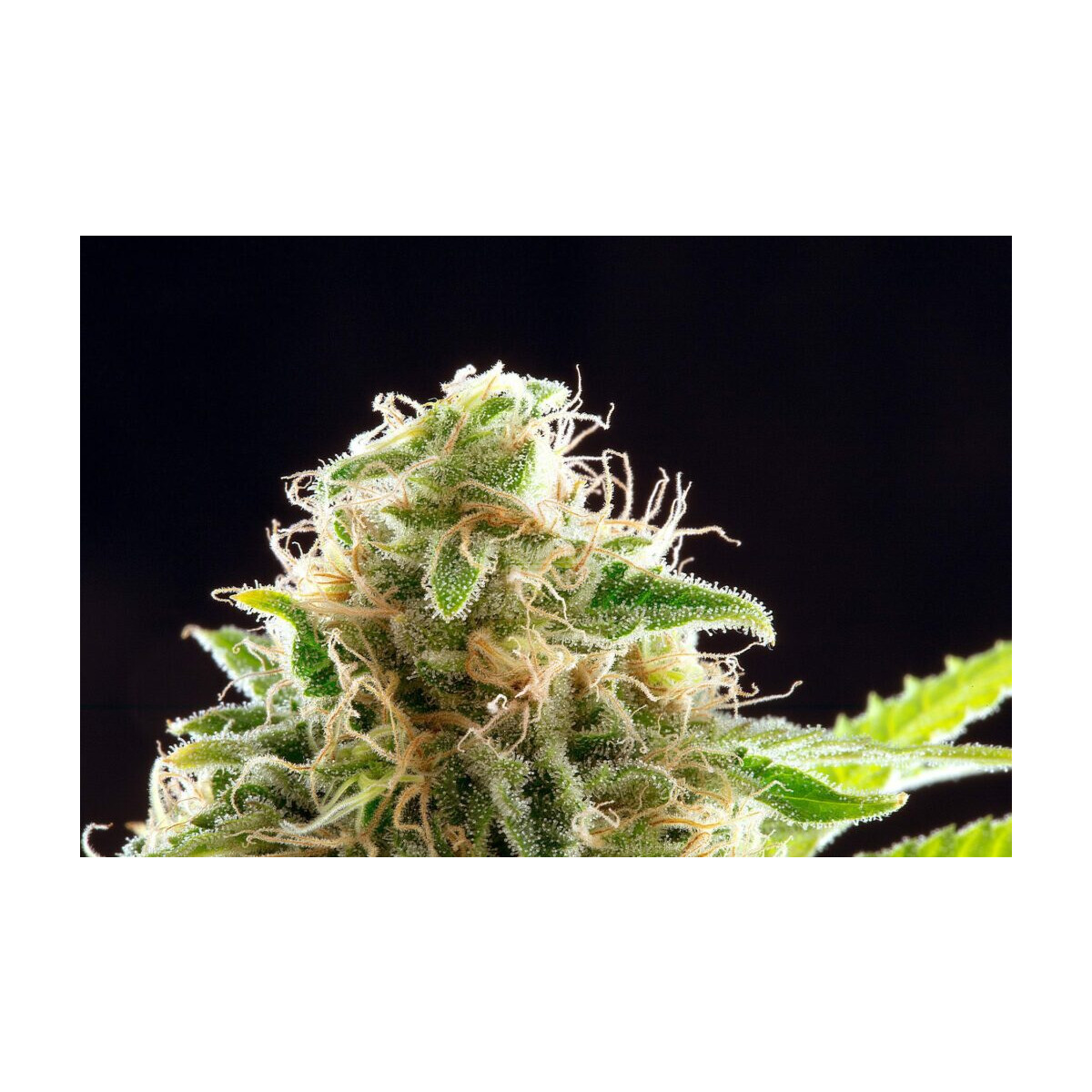 Cookies Haze - Kannabia feminisiert 3er Pack