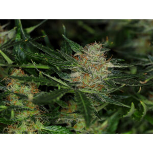 Dream Sherbet Auto - Kannabia feminisiert 3er Pack