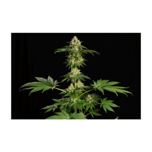 Dream Sherbet - Kannabia feminisiert 3er Pack