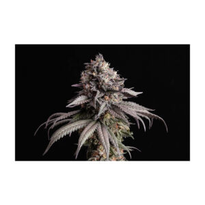 Gelato-K - Kannabia feminisiert 3er Pack