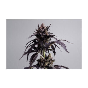 Ginger Punsh Auto - Kannabia feminisiert 3er Pack