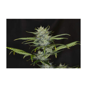 Gorilla King Auto - Kannabia feminisiert 3er Pack
