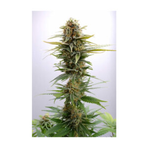 GSC - Kannabia feminisiert 3er Pack