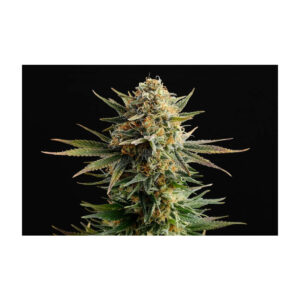 Gypsy Kush - Kannabia feminisiert 3er Pack