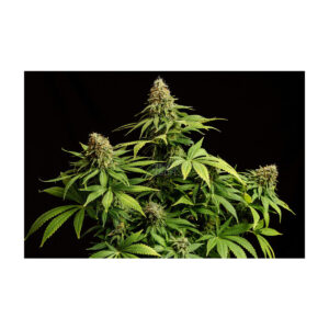 Hellfire OG - Kannabia feminisiert 3er Pack