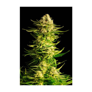Indica Cream - Kannabia feminisiert 3er Pack