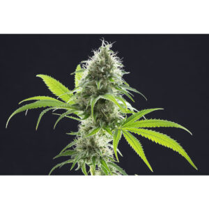 Kama Kush CBD - Kannabia feminisiert 3er Pack