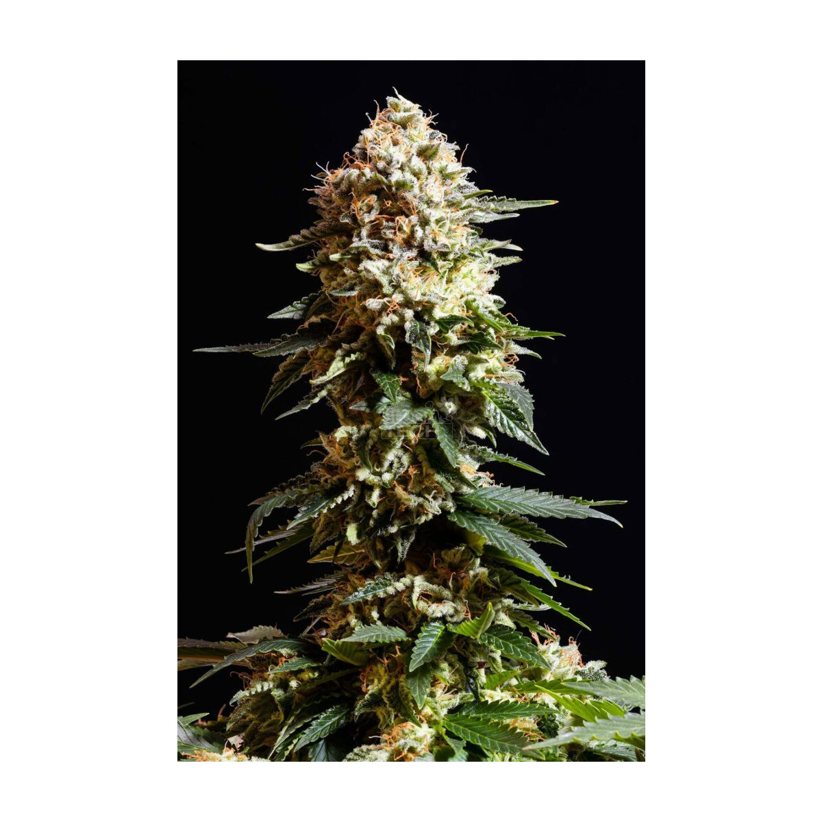 La Reina De Africa aka Kabo - Kannabia feminisiert 3er Pack