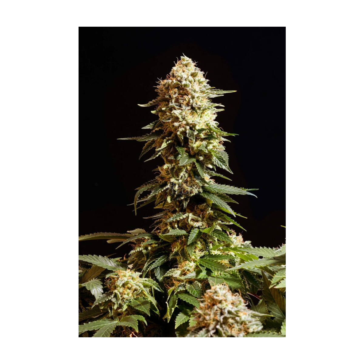 La Reina De Africa aka Kabo - Kannabia feminisiert 3er Pack