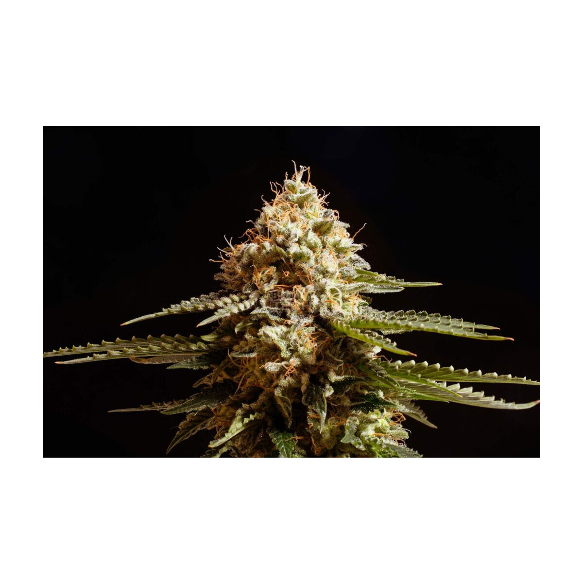 La Reina De Africa aka Kabo - Kannabia feminisiert 3er Pack