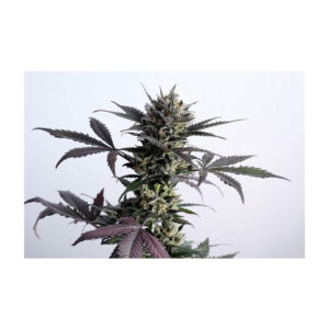 Lemon Haze Auto - Kannabia feminisiert 3er Pack