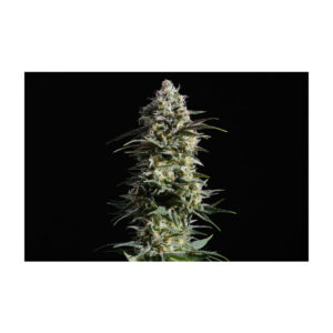 Pure Skunk Go Fast - Kannabia feminisiert 3er Pack