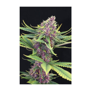 Purple Kush - Kannabia feminisiert 3er Pack