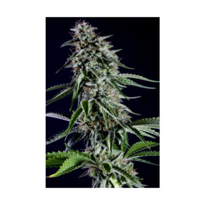 Rainbow Sherbet Nr11 - Kannabia feminisiert 3er Pack