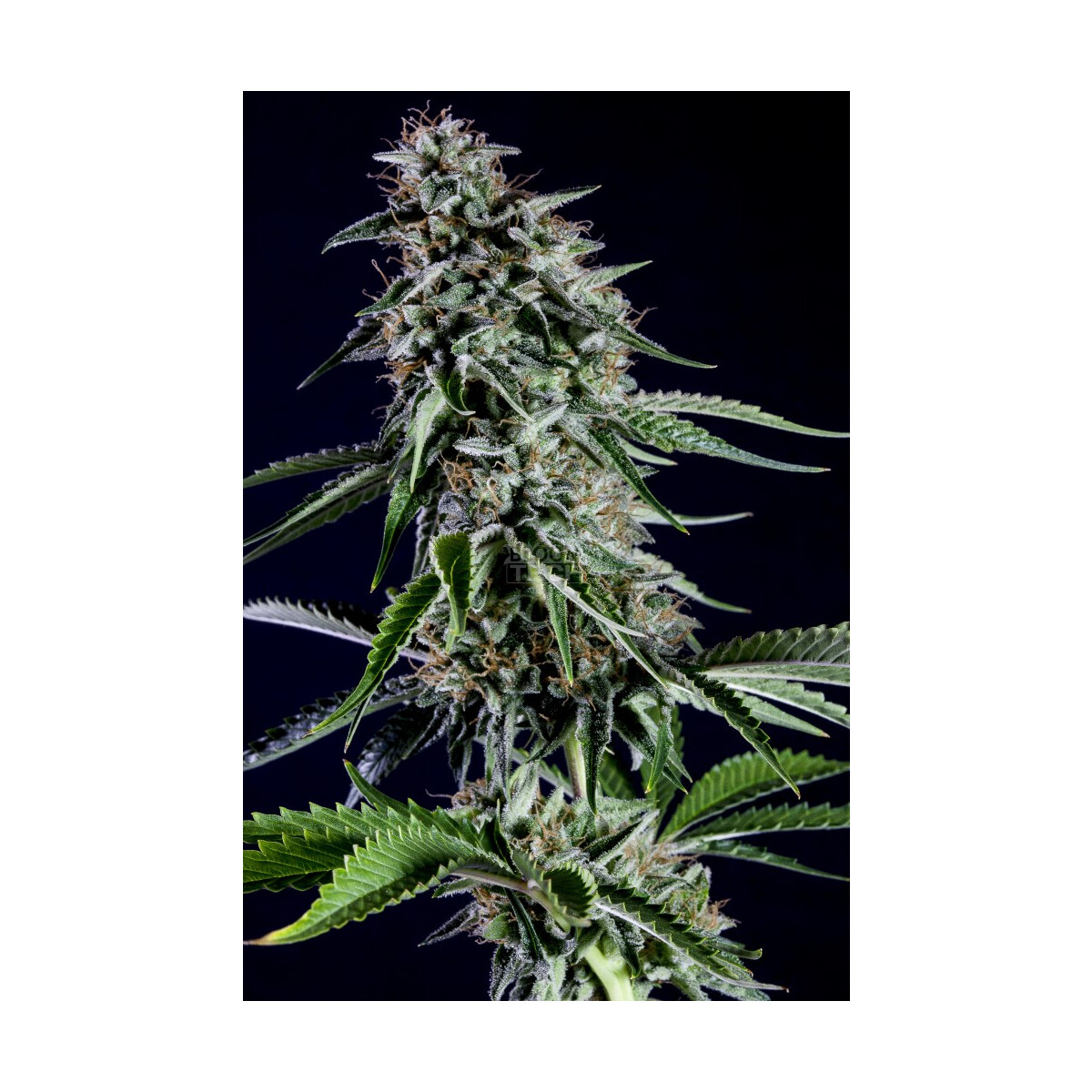Rainbow Sherbet Nr11 - Kannabia feminisiert 3er Pack
