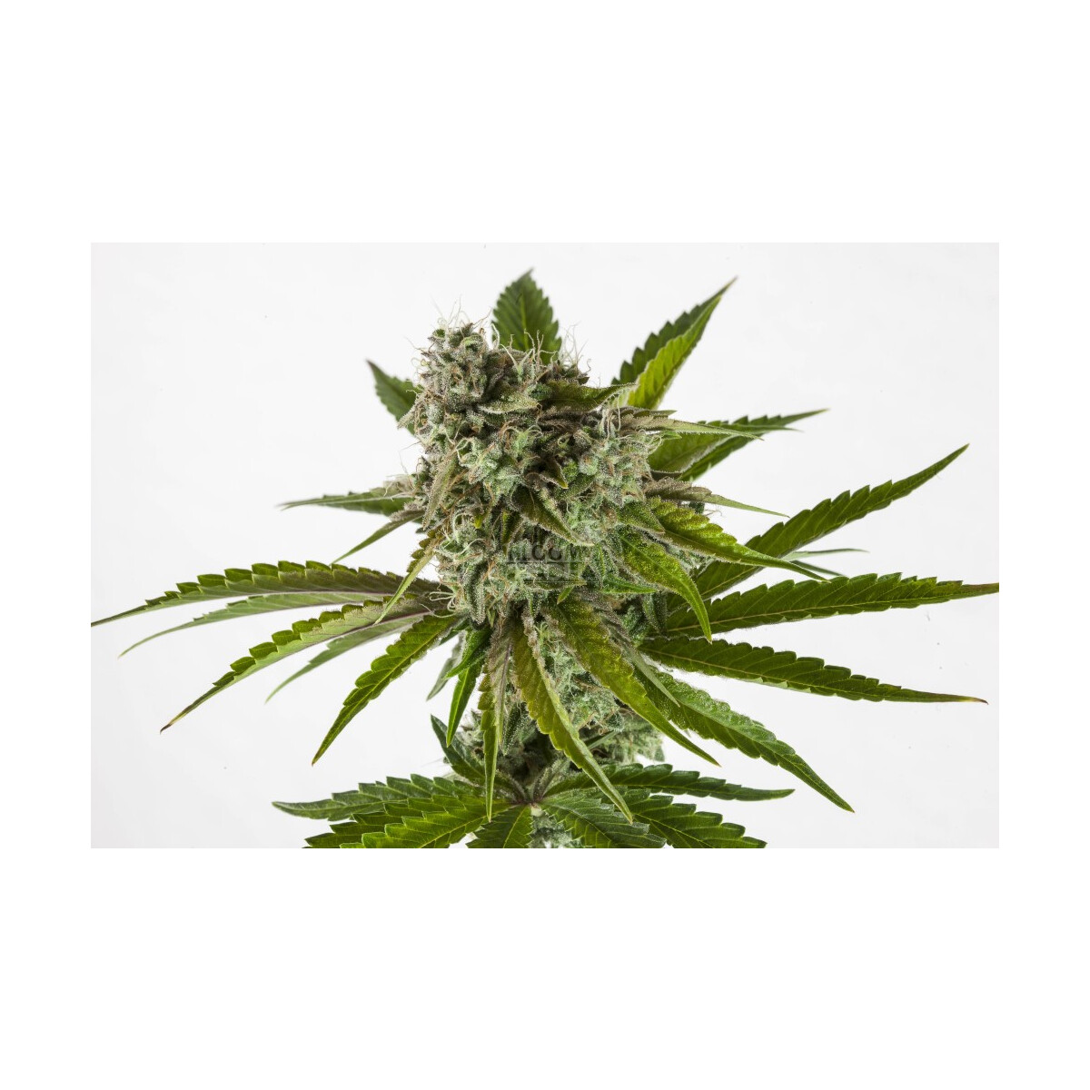 Rainbow Sherbet Nr11 - Kannabia feminisiert 3er Pack