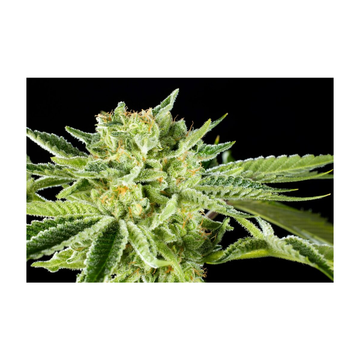 Rainbow Sherbet Nr11 - Kannabia feminisiert 3er Pack