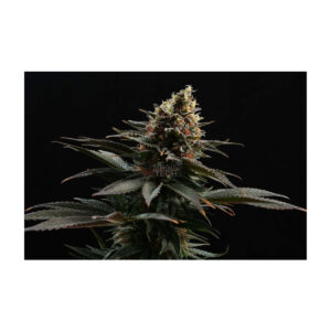 Sativa Dream - Kannabia feminisiert 3er Pack