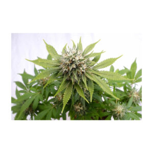 Silver Widow - Kannabia feminisiert 3er Pack