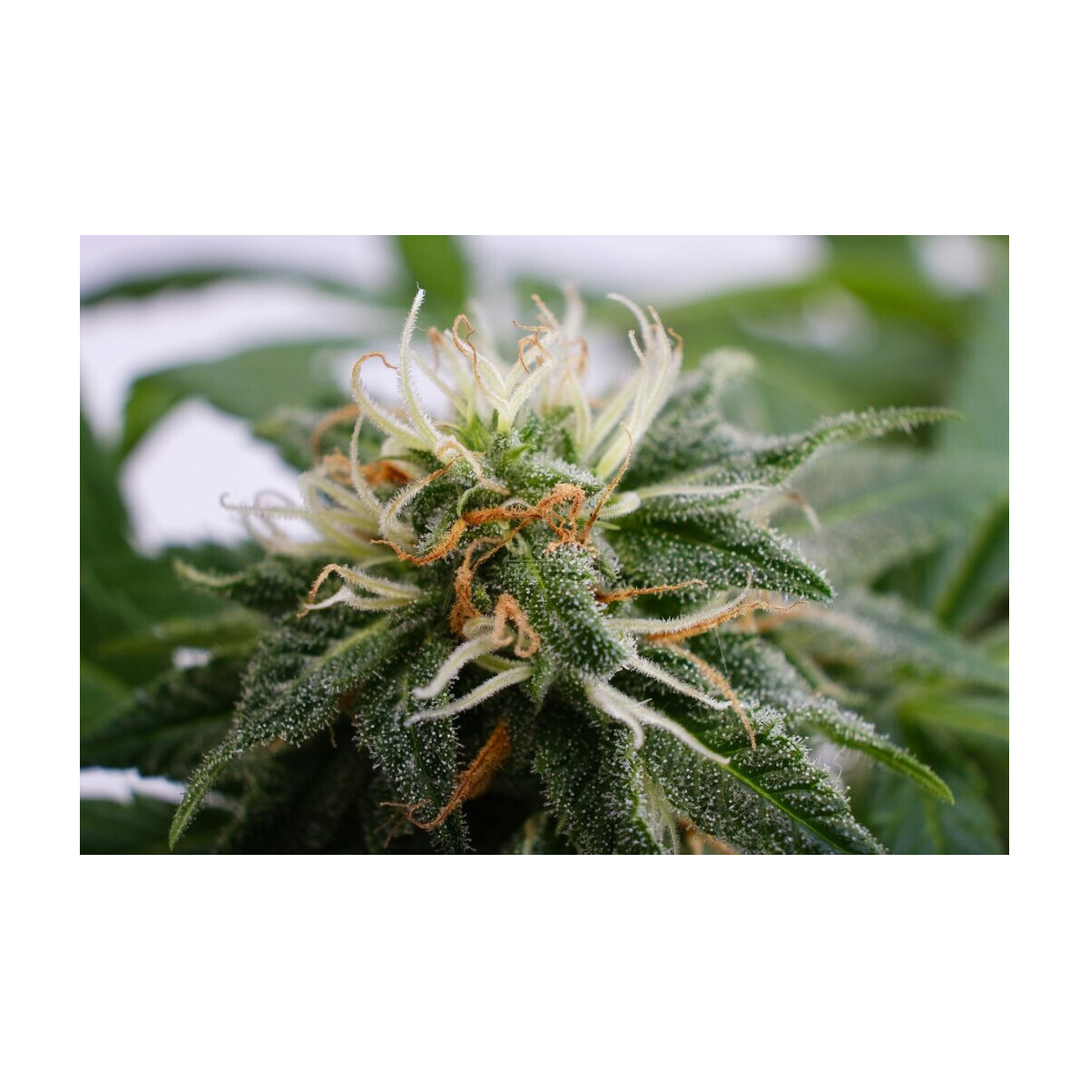 Silver Widow - Kannabia feminisiert 3er Pack