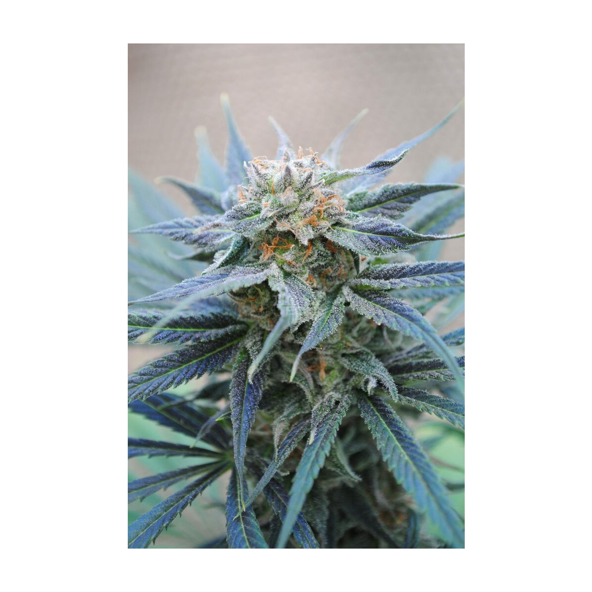 Skunk Plus - Kannabia feminisiert 3er Pack
