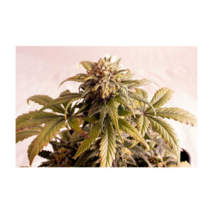 Speedy Boom Auto - Kannabia feminisiert 3er Pack