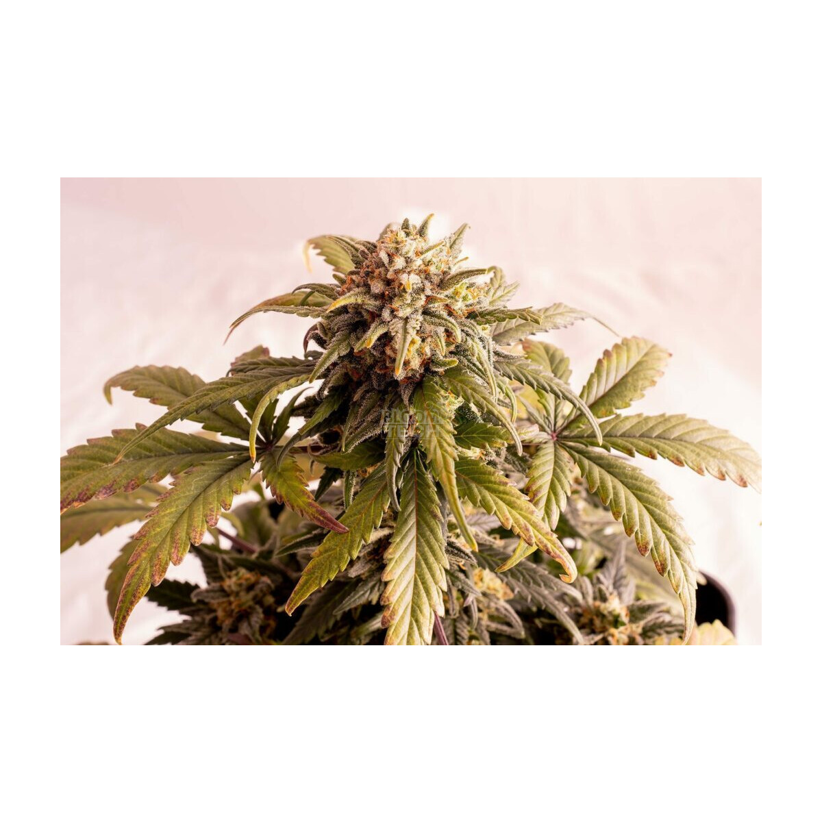 Speedy Boom Auto - Kannabia feminisiert 3er Pack
